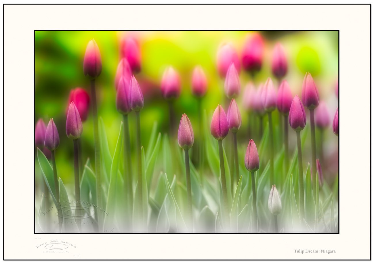 Tulips-HDR2-mg5596_080601_v1-Frame-prepress.jpg