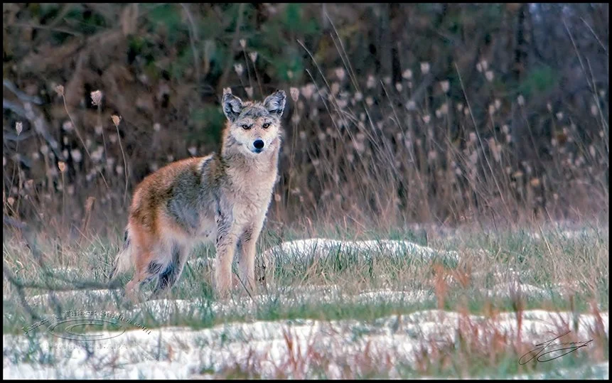 Coyote-field-_MG_0199-0-71202_2px_JAT.jpg
