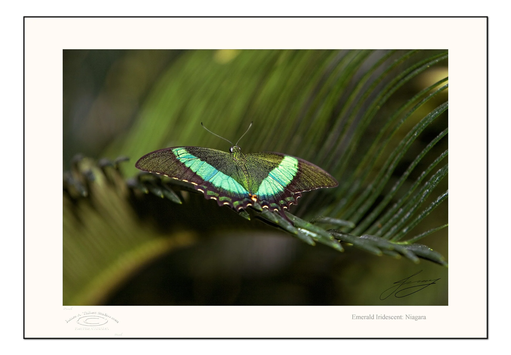 EmeraldIridescent_MG_3884-070125-V1-FRAME-prepress.jpg