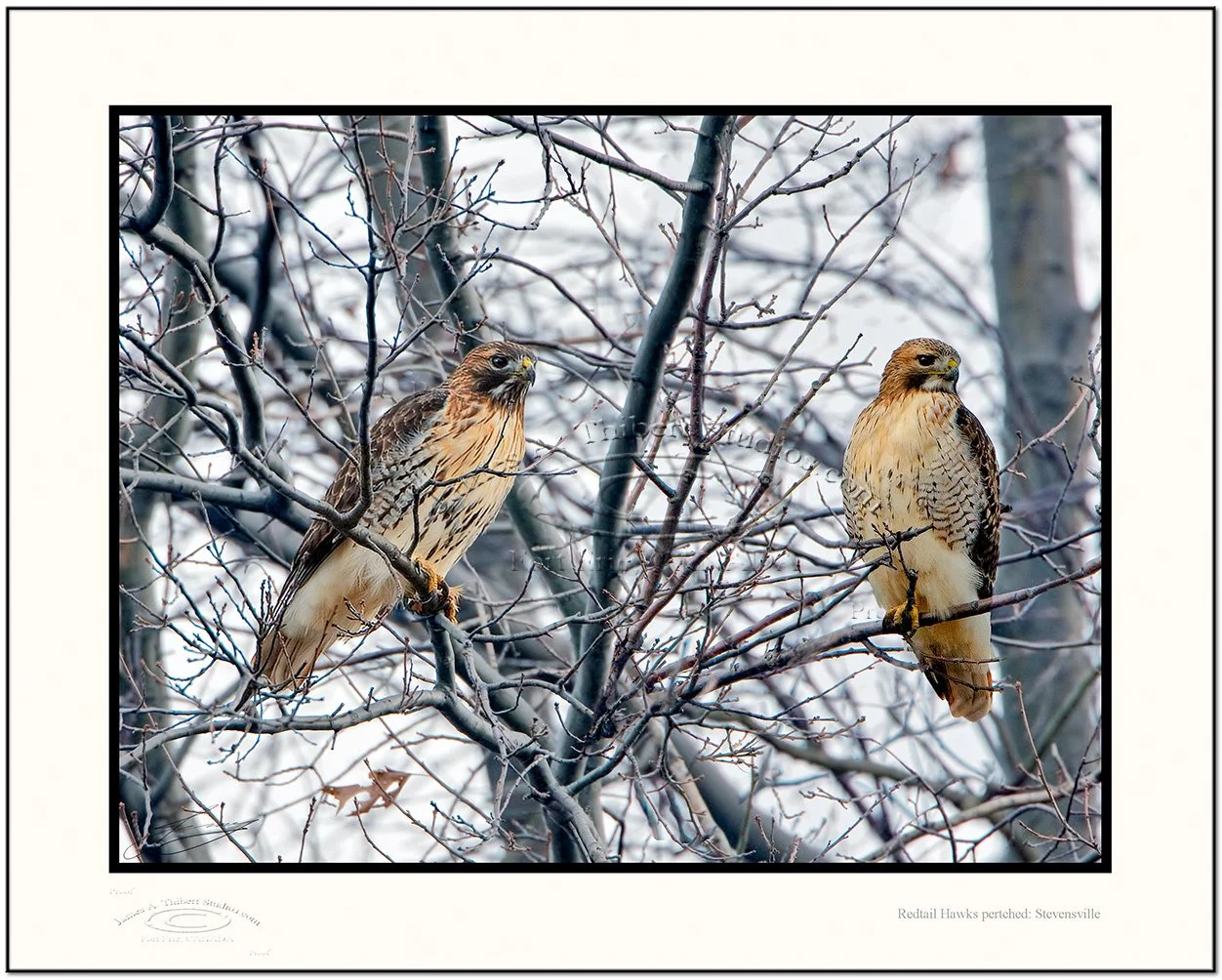 RedtailHawks-Pair_treed__MG_0888-071230-v1_Frame-prepress.jpg