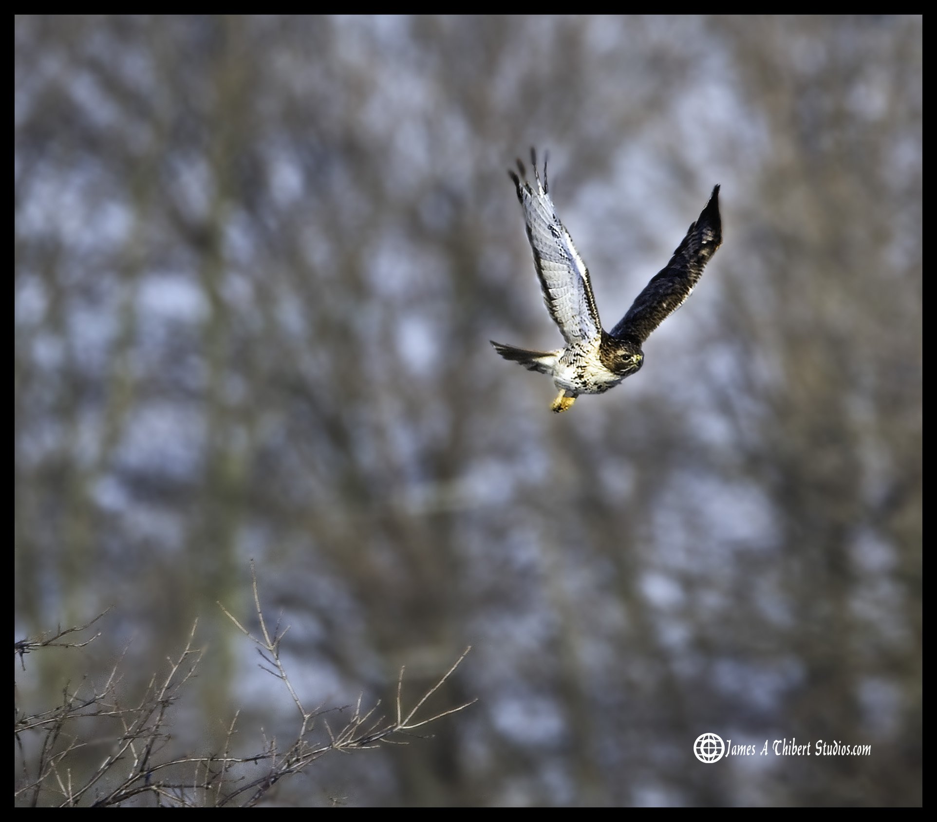Hawk_flight-openwings_MG_2225-080104-wldsg.jpg