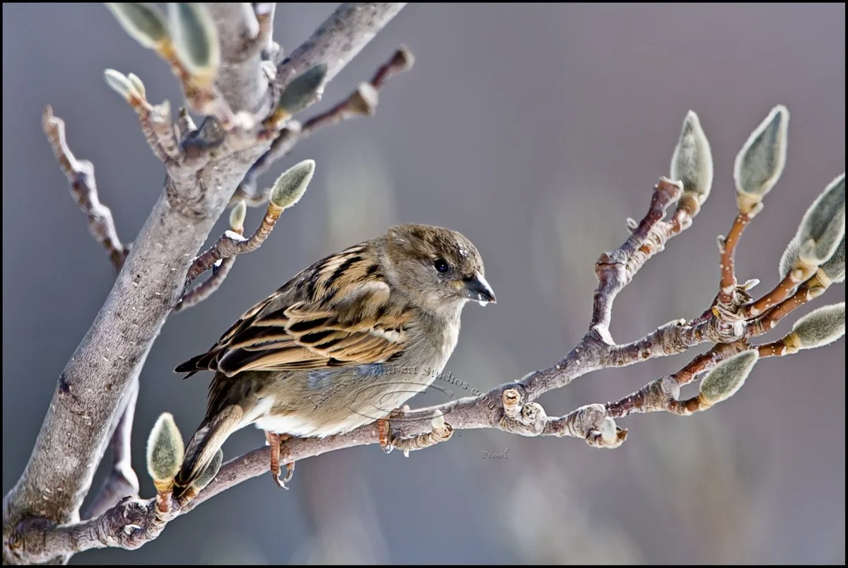 HouseSparrow-Female_MG_2337-080316-v1_2px.jpg
