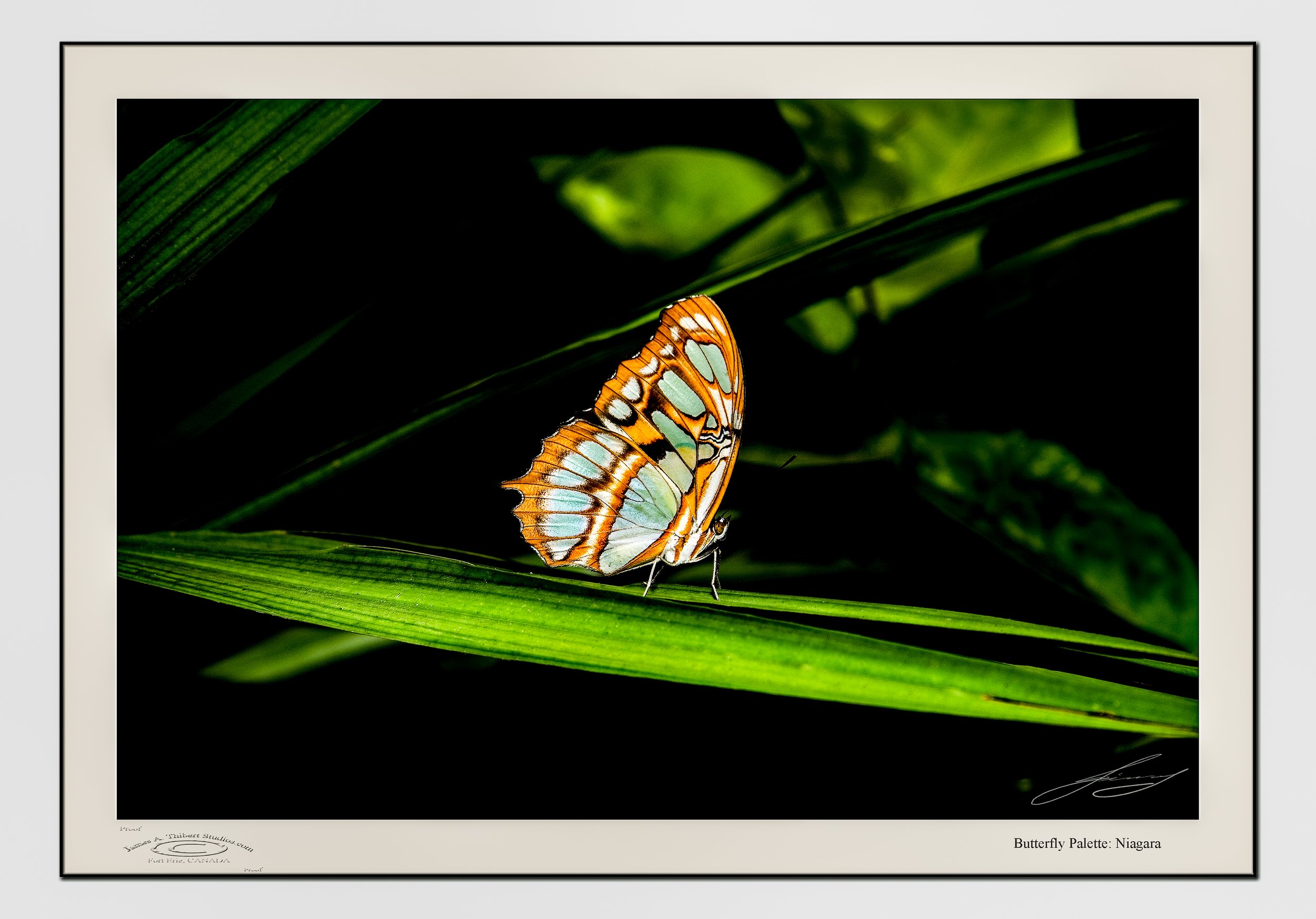 Butterfly_palette_MG_3846-Prophoto-Gamut_FRAME copy.jpg