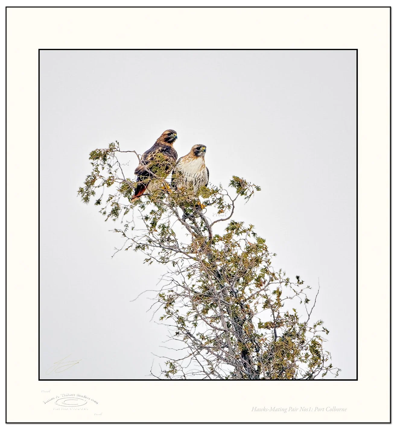 Hawk-MatingPair_Nos1_MG_2822-080202_Frame-Prepress.jpg