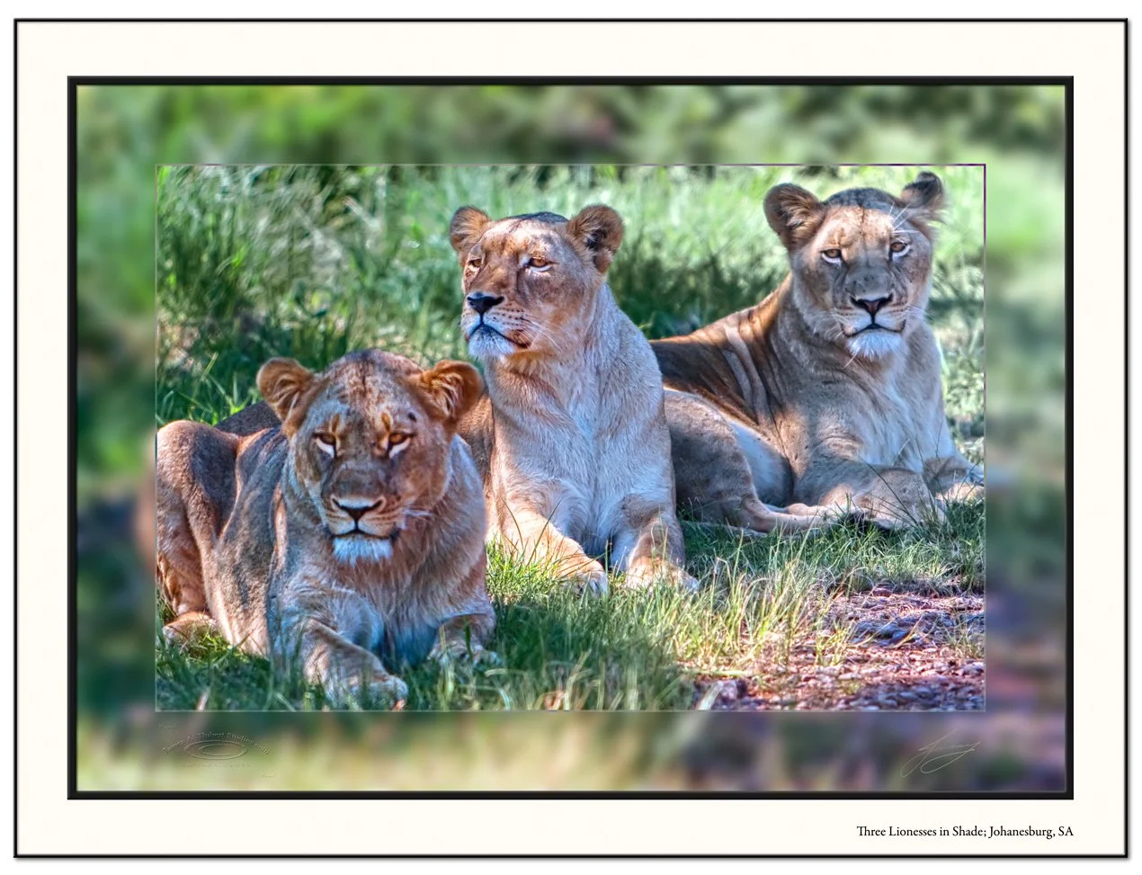 Thre-Lionesses100_3202-080411-v1-mirror-Frame-prepress.jpg