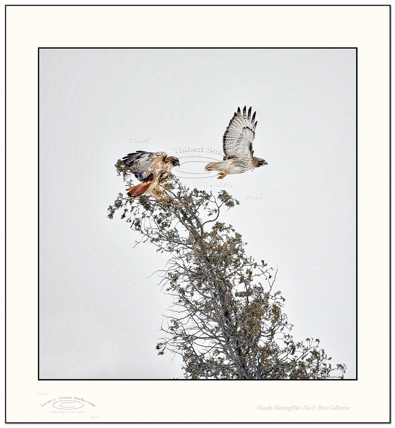 Hawk_MatingPair_Nos2_MG_2823-080202_Frame_prepress.jpg