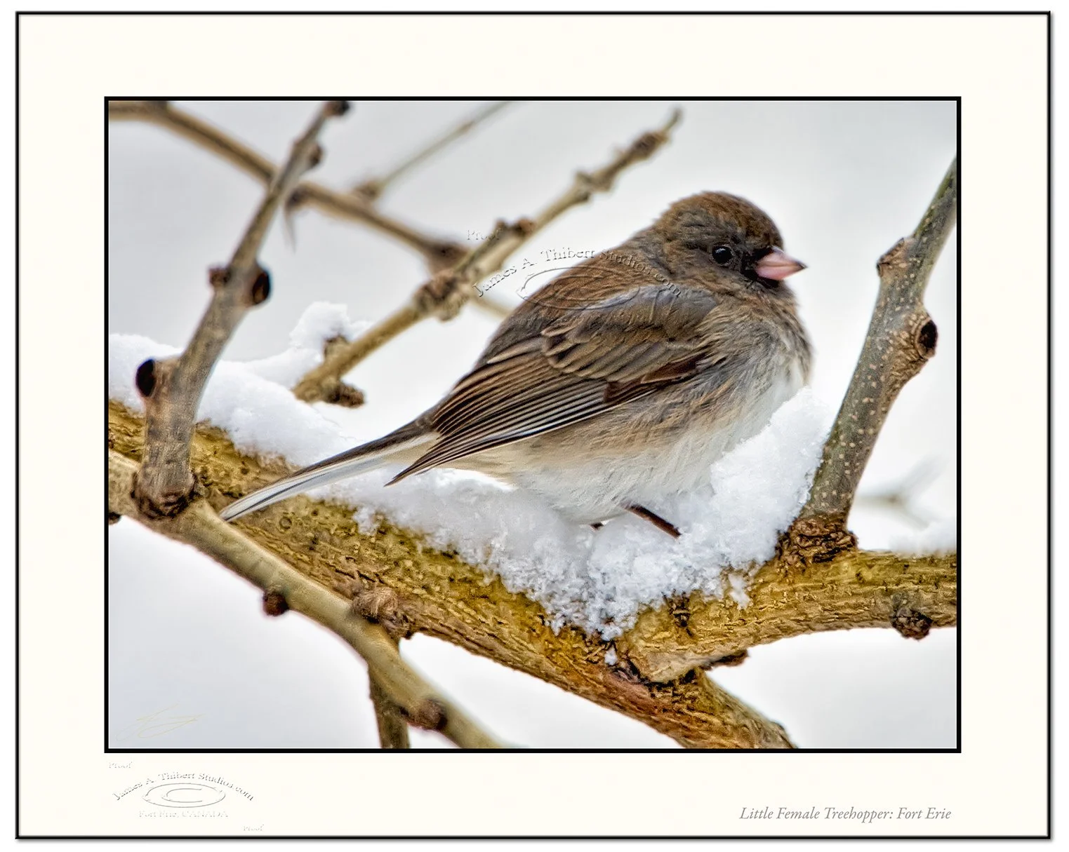 Little-treehopper-female_MG_1046-080127_2px-PhtLft_Frame_prepress.jpg