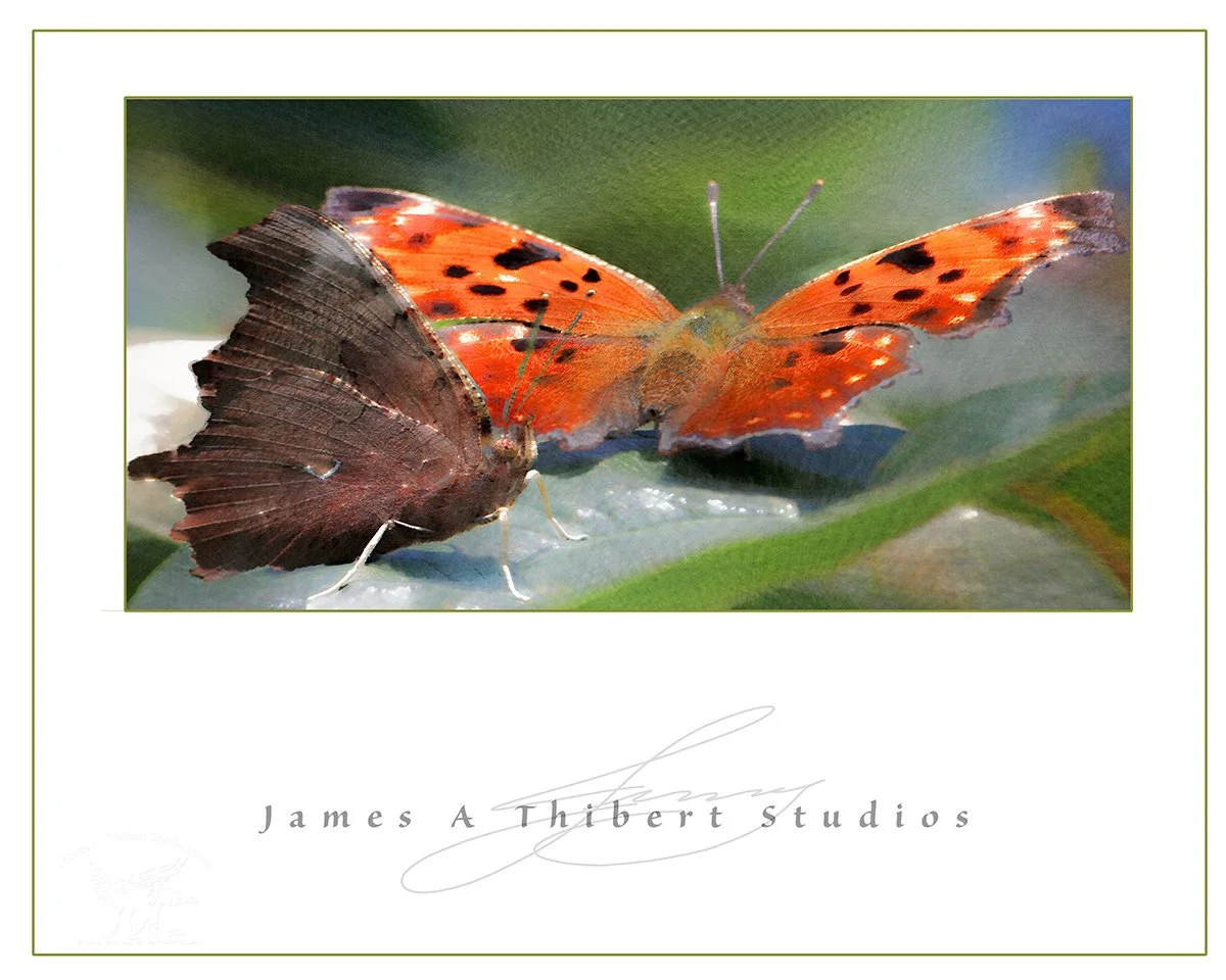 TwoButterflies-Luc-artistic_mg6655_JAT_091116_pano.jpg