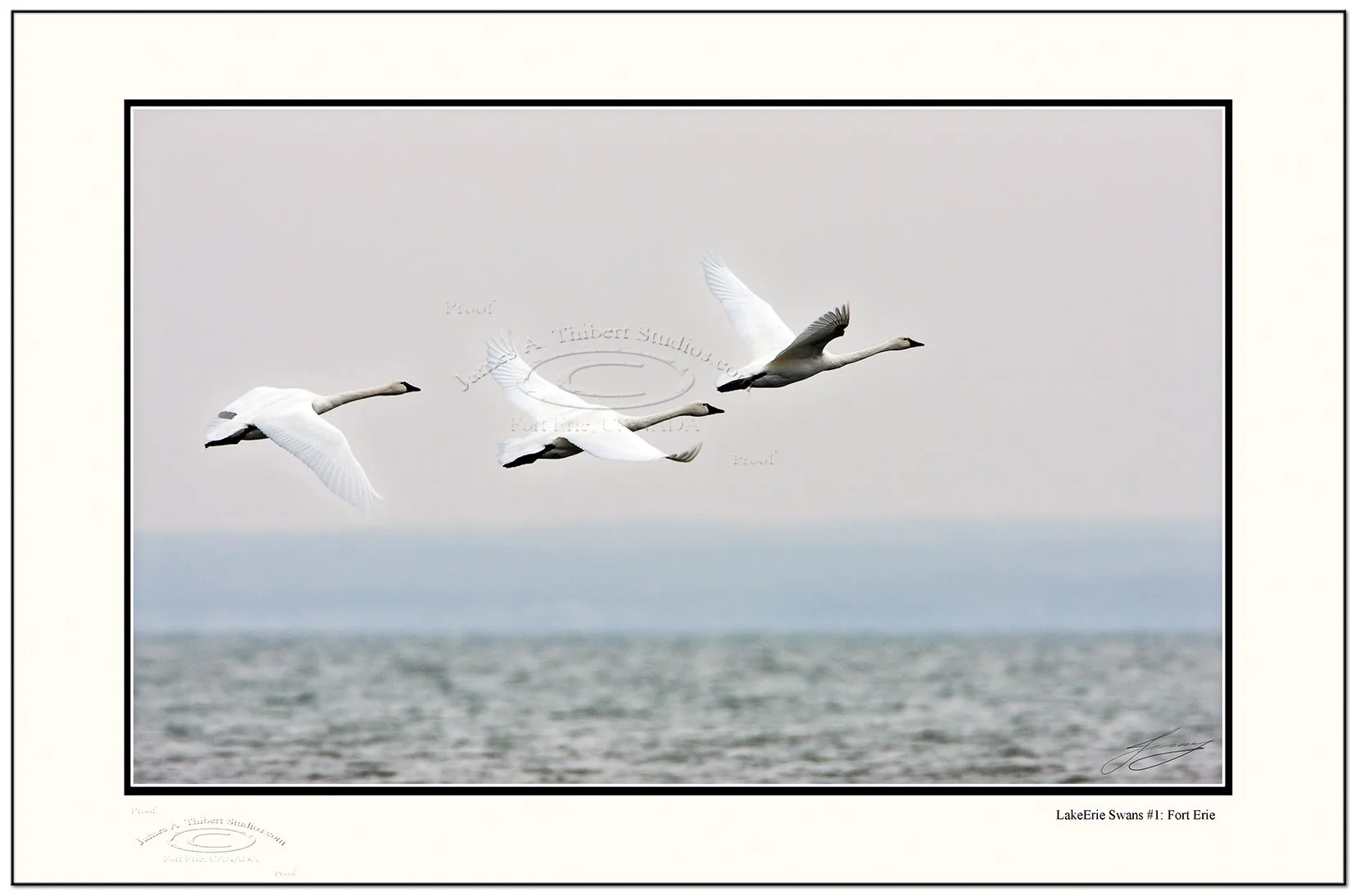 3swans-flight_MG_0952-071229_JAT_Frame-prepress.jpg