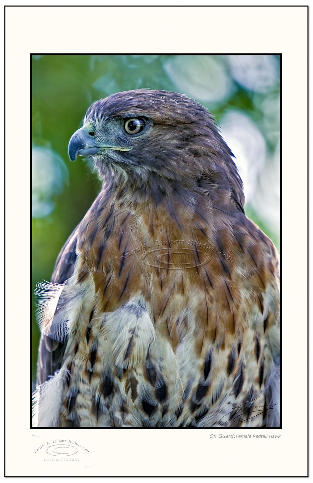 OnGuardHawk-115_8987-070923-V1-Frame-prepress.jpg
