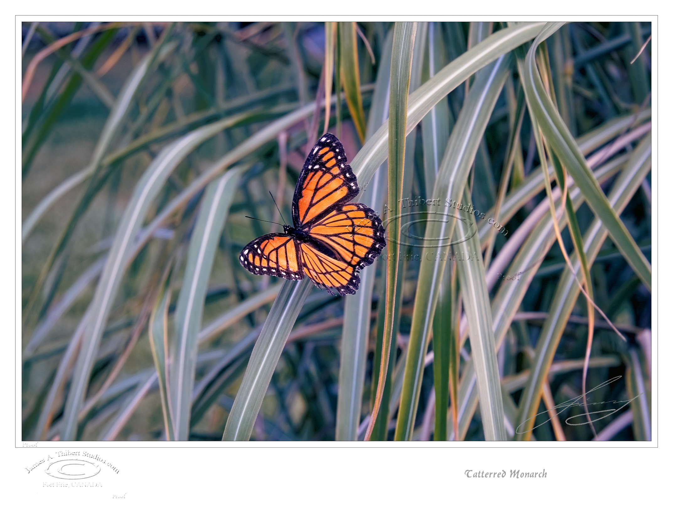 TatterredMonarch_061203-V1-FRAME-prepress.jpg