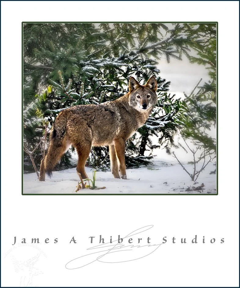 Coyotes-DPP_0096_JAT_081120_Frame.jpg