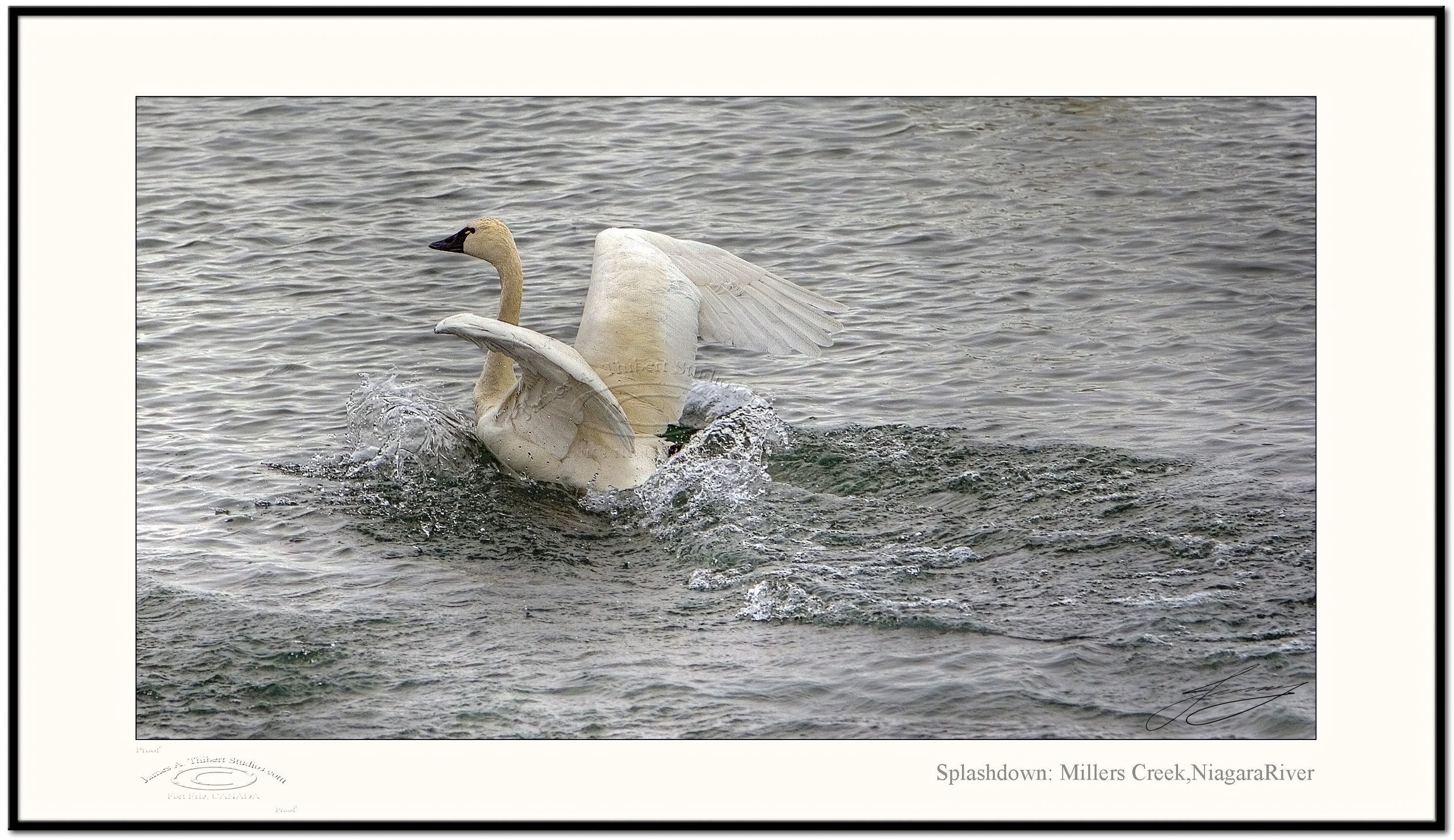 Splashdown_Swans_MG_4685_070301_V1-Frame-prepress.jpg
