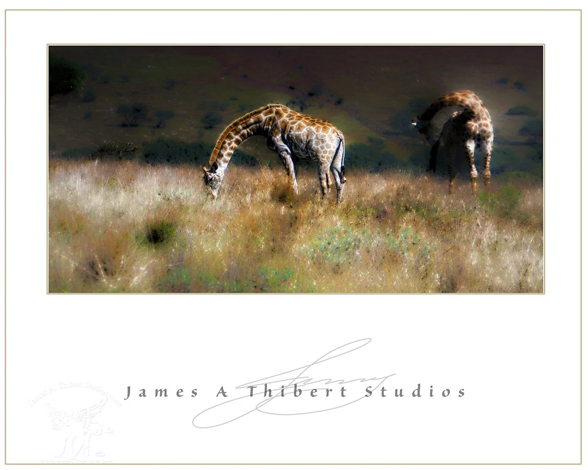 Giraffes_pair-Bowed-100_3267-091203_pano-Frame.jpg