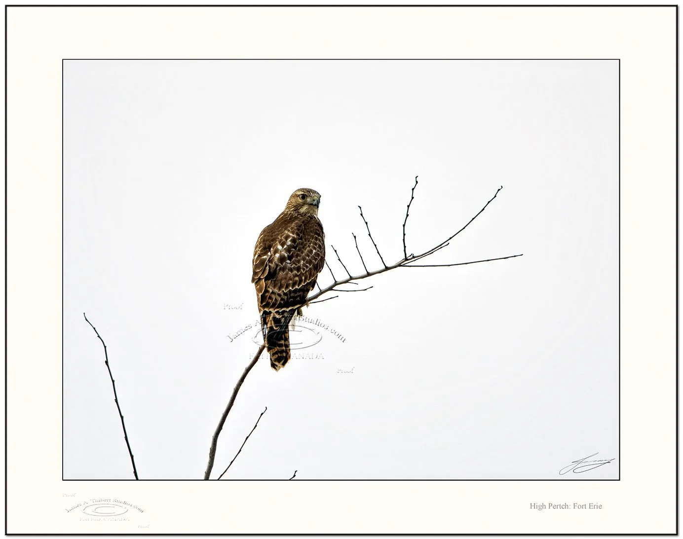 Hawk_High-Pertch_MG_0812-071229_v1_Frame-prepress.jpg