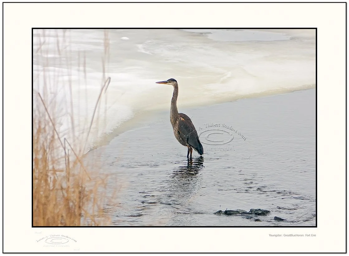 GreatBlueHeron-Stream__MG_0244-071203_V1-Frame_prepress.jpg