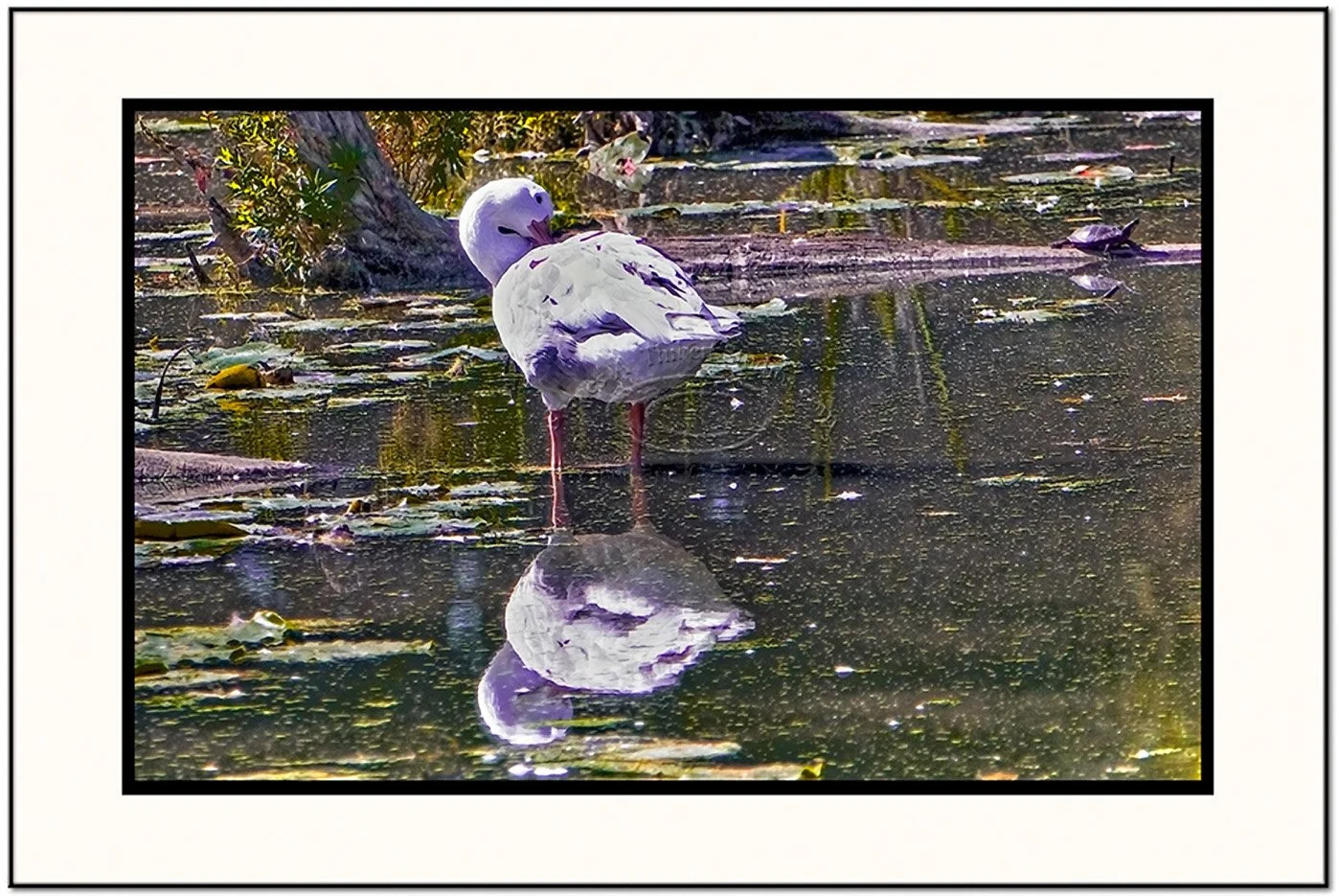WhiteGoose_Reflections_MG_9316-070924_v1_frame.jpg