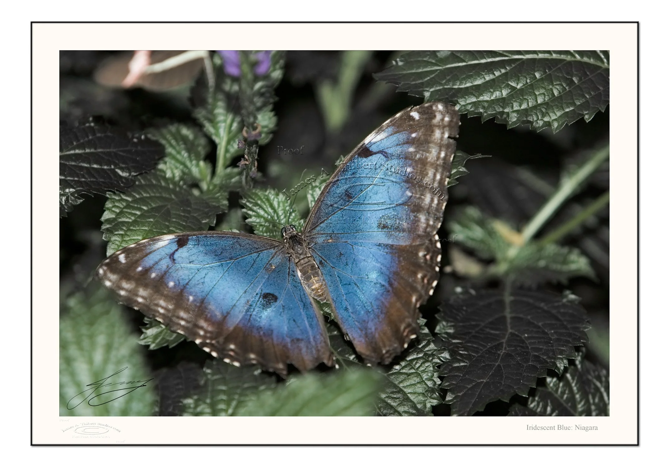 BLUE-openWings_MG_3928-ptl-Ni-GamutProphoto-FRAME_Prepress.jpg