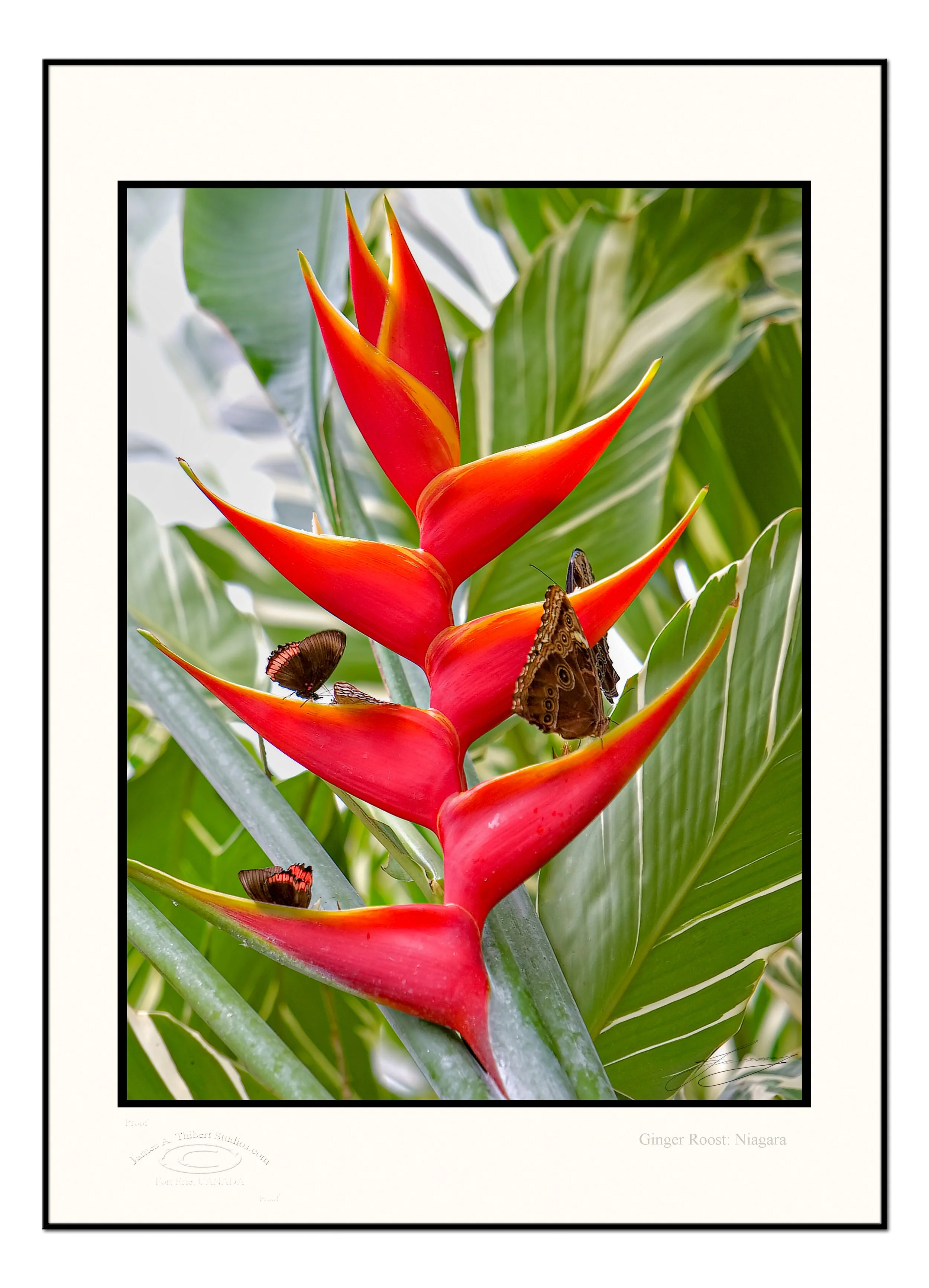 Ginger-Roost_MG_3881-070215_V1-Frame copy.jpg