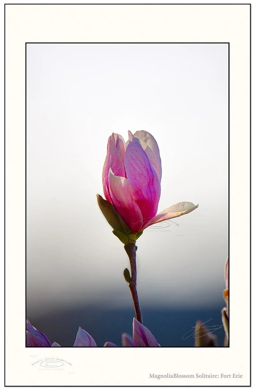 Magnolia-single-morning_MG_3601-080430-v1-Solitaire_Frame-prepress.jpg