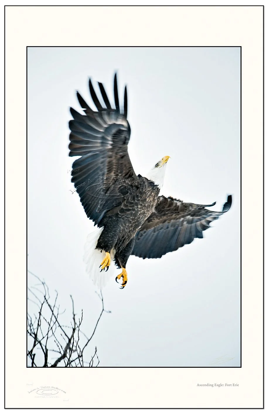 BaldEagleAscending_MG_2920-080213_Frame-prepress.jpg
