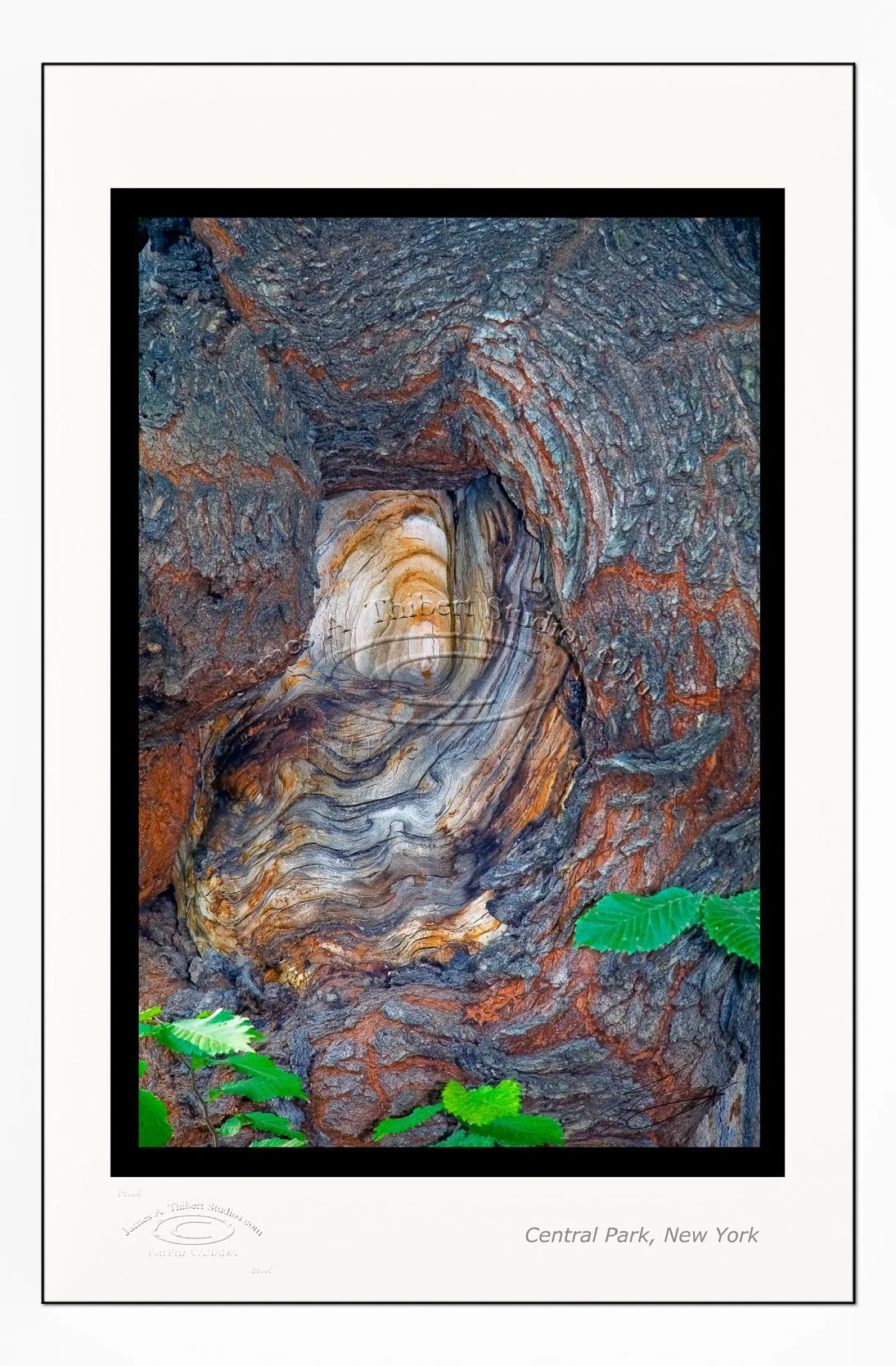 TreeTrunk-CentralPark-redux-061205-FRAME-prepress.jpg