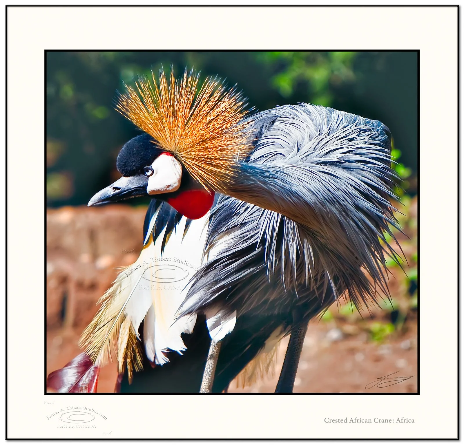 CrestedCrane-100_3232-080402-V1-2px_Frame-prepress.jpg