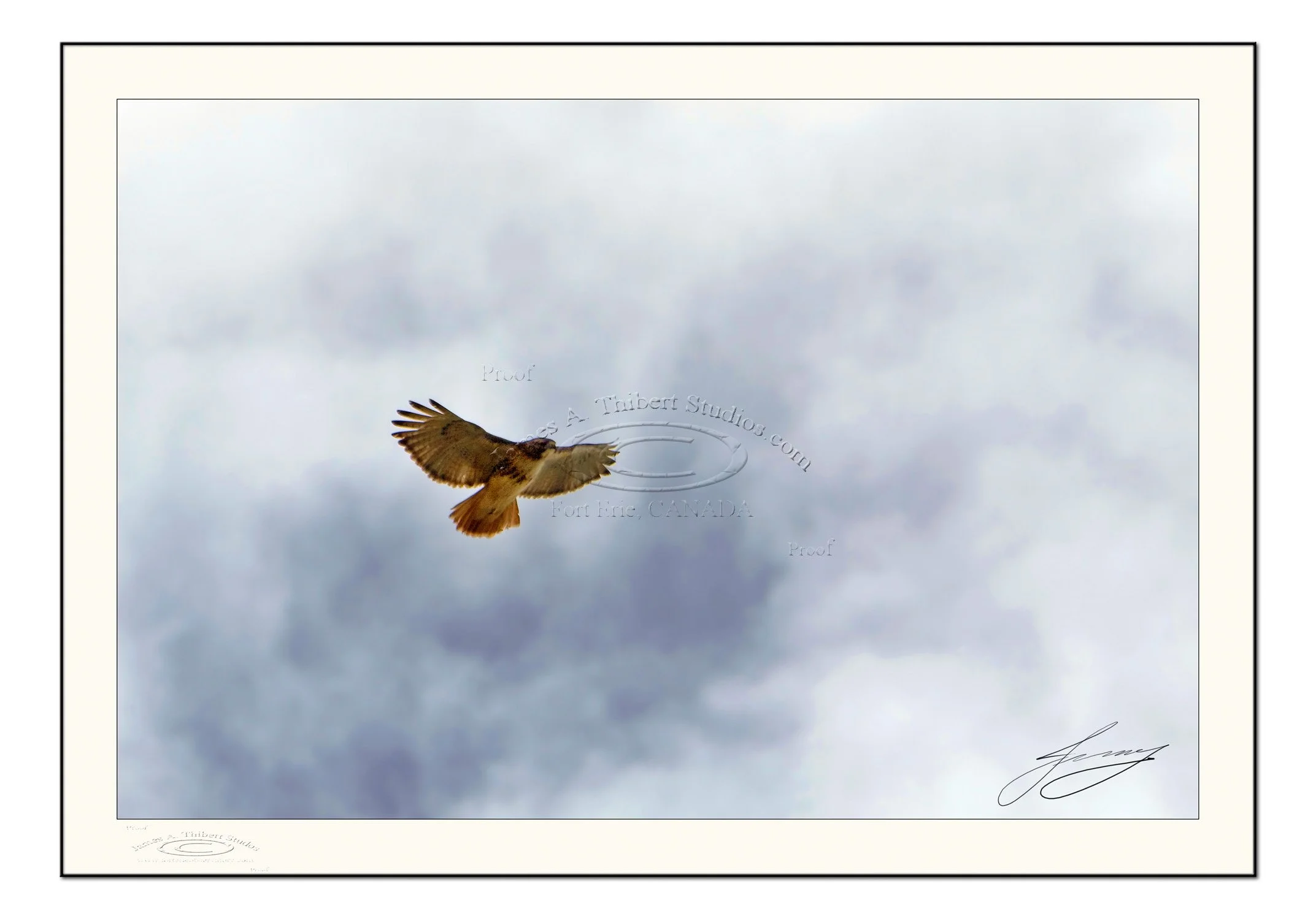 FortErie-Hawk-glide_MG_2547-JAT_061224_Frame-prepress.jpg