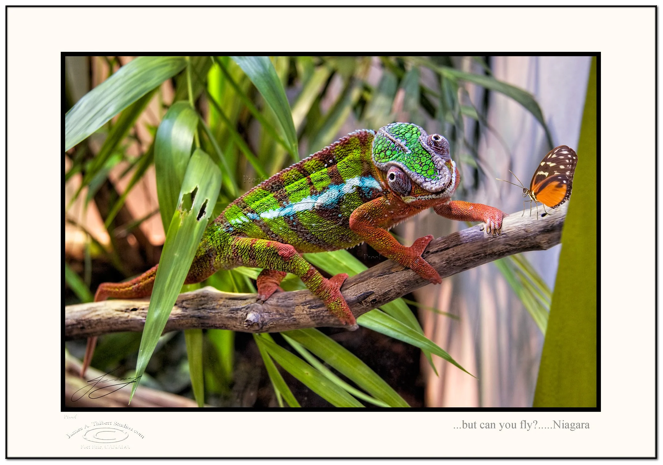 Chameleon&Butterfly_MG_4250_070214_V1-Frame-prepress.jpg