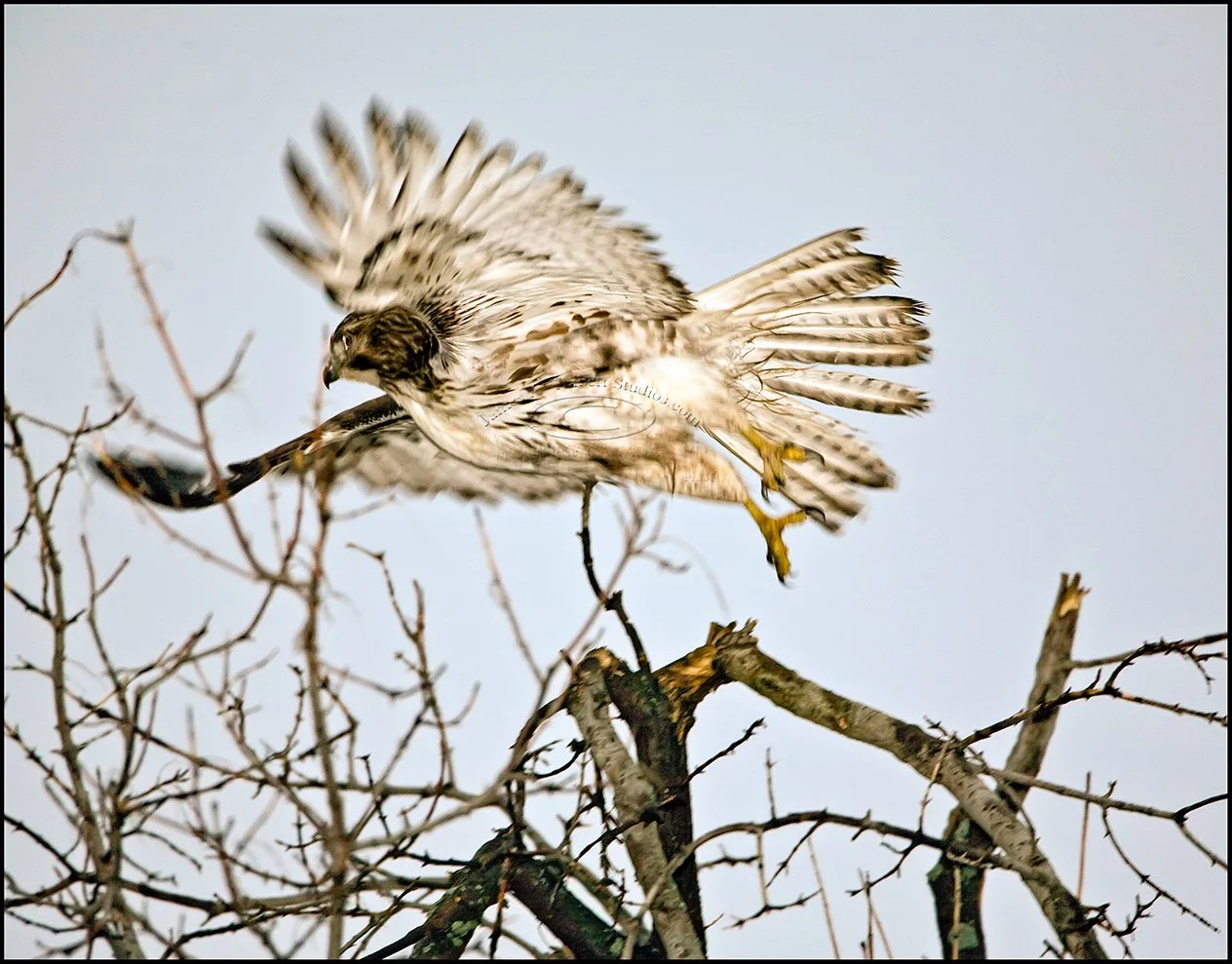 Hawk_helio-wings_MG_2863_080205-2px.jpg