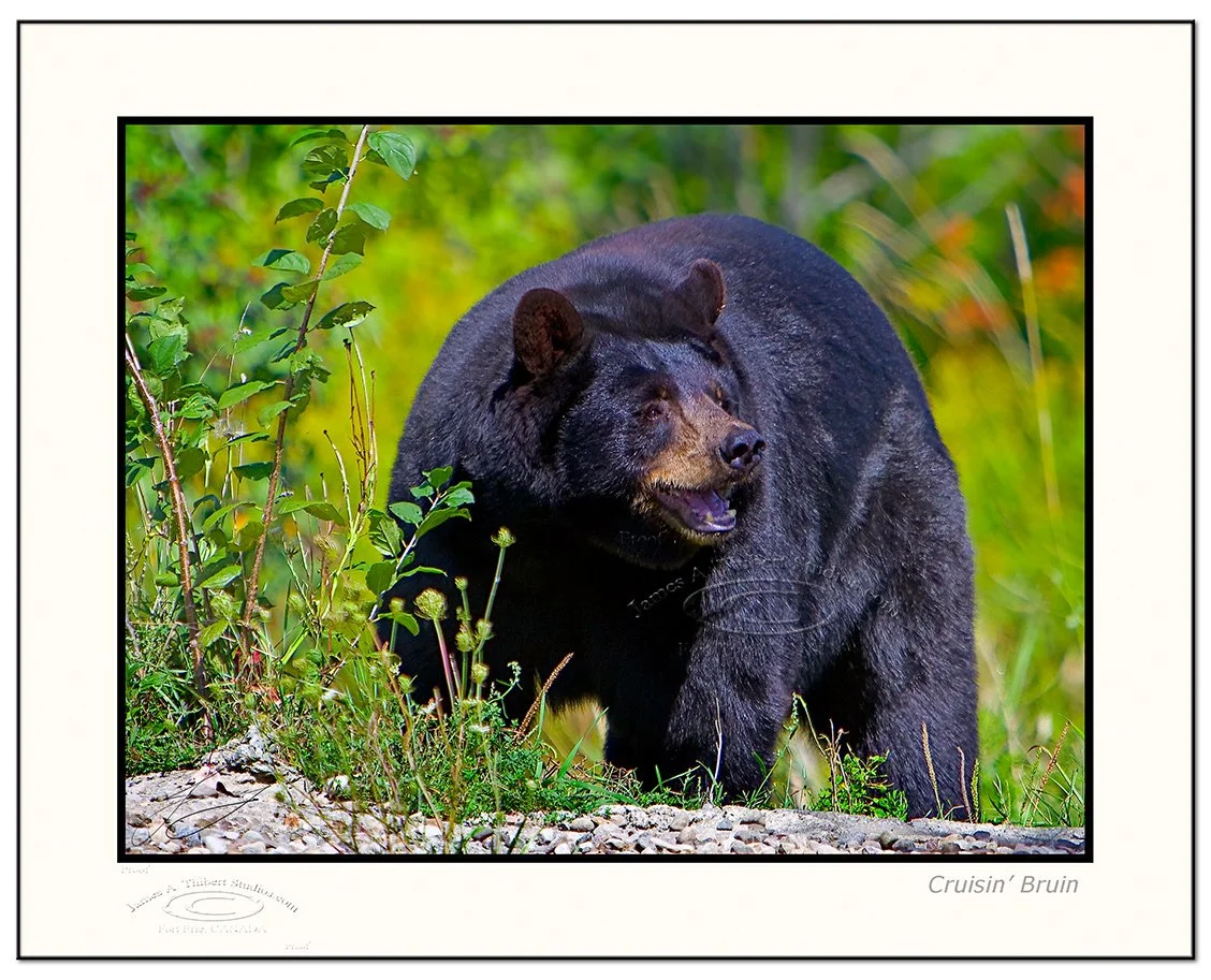 CruisinBruin_115_9047-070923-V1-Frame-prepress.jpg