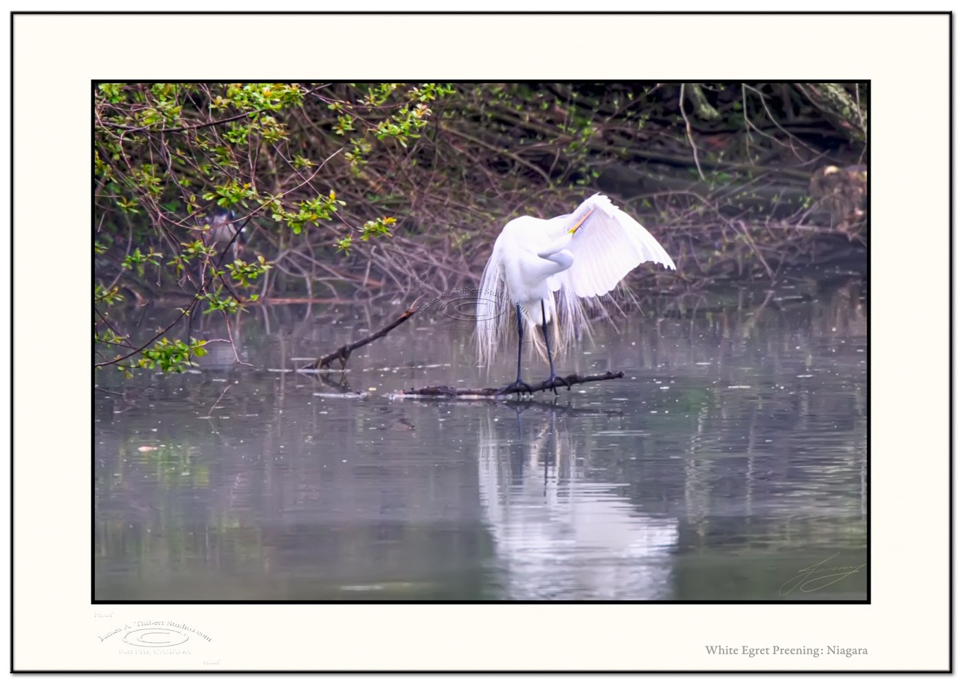 WhiteEgret-Preening_MG_4196-080505-v1-Frame-prepress.jpg