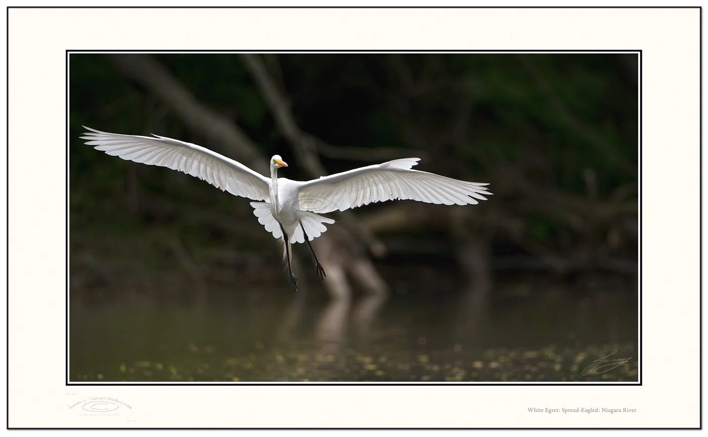 WhiteEgret-SpreadEagled_MG_5159-080512_2px-V1-Frame-prepress.jpg