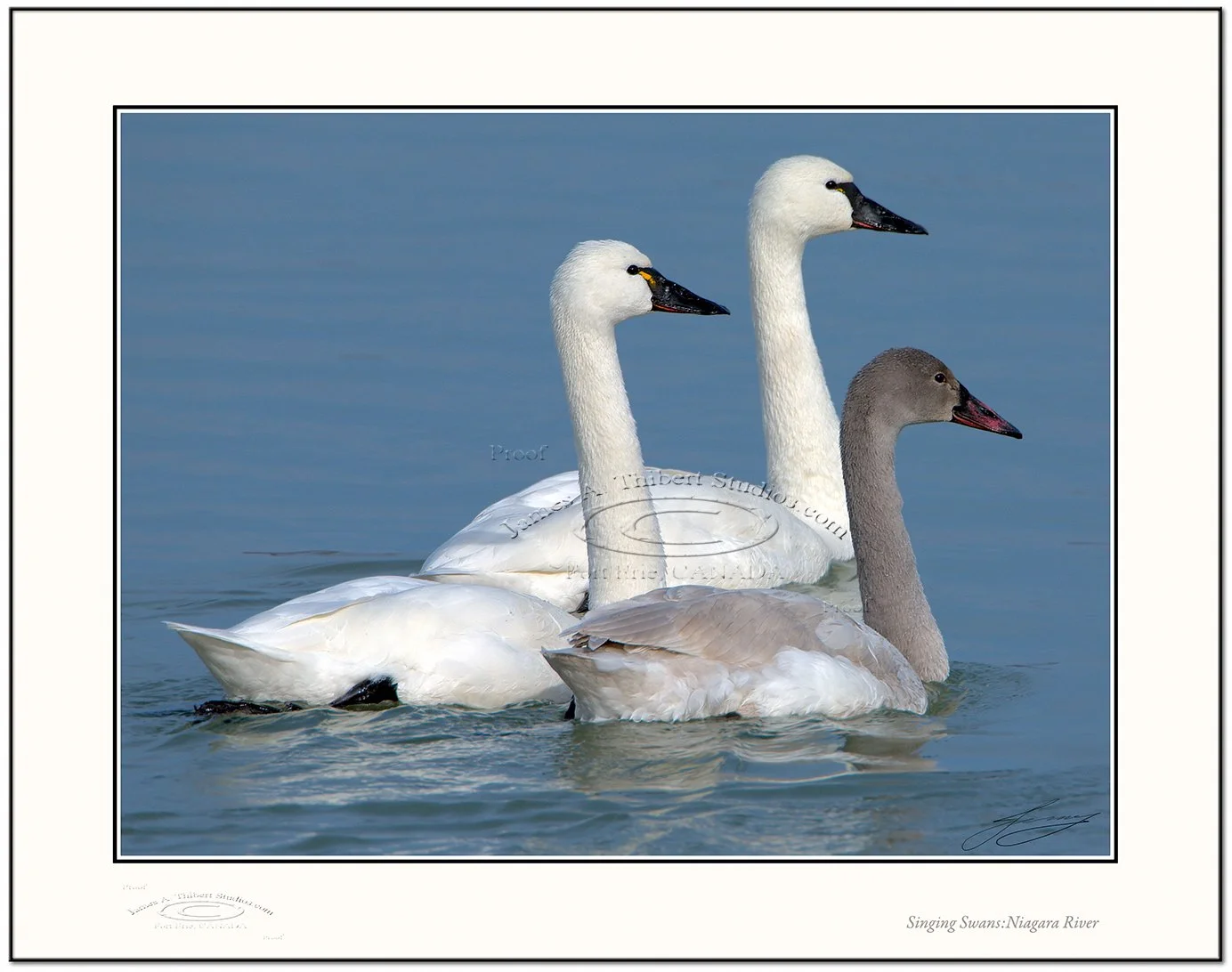 SingingSwans-_MG_2494-080112-V1_Frame-prepress.jpg