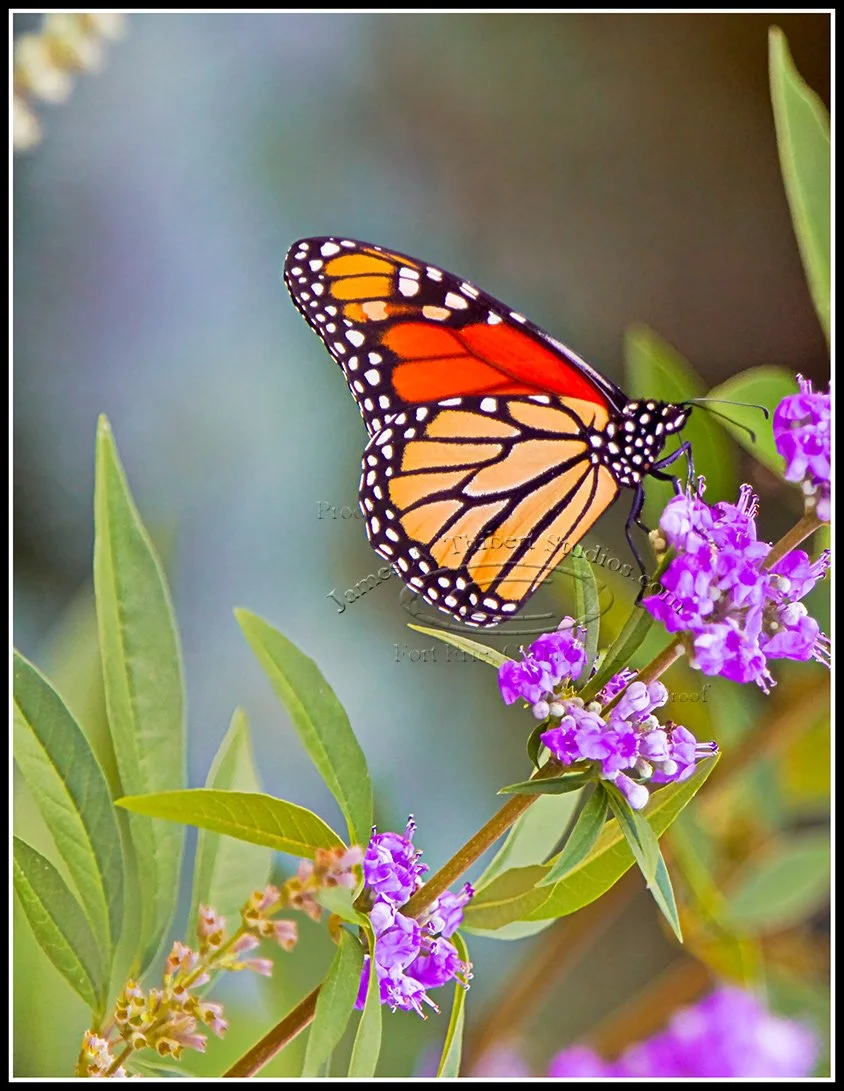 Monarch-MG_8945_ptl-shdws-grycrd-SHRP-CRVS-stroke-Edit.jpg