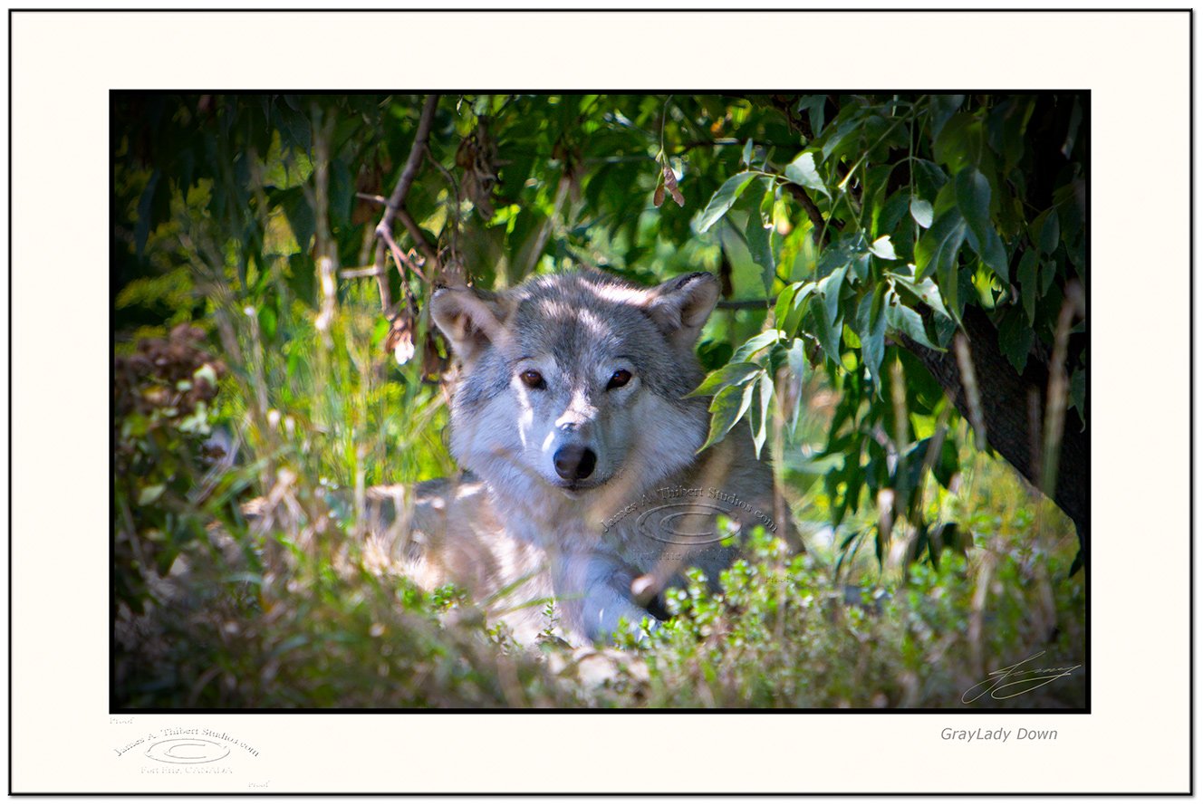 GrayLadyDown_115_9067-070921-v1-Frame-prepress.jpg