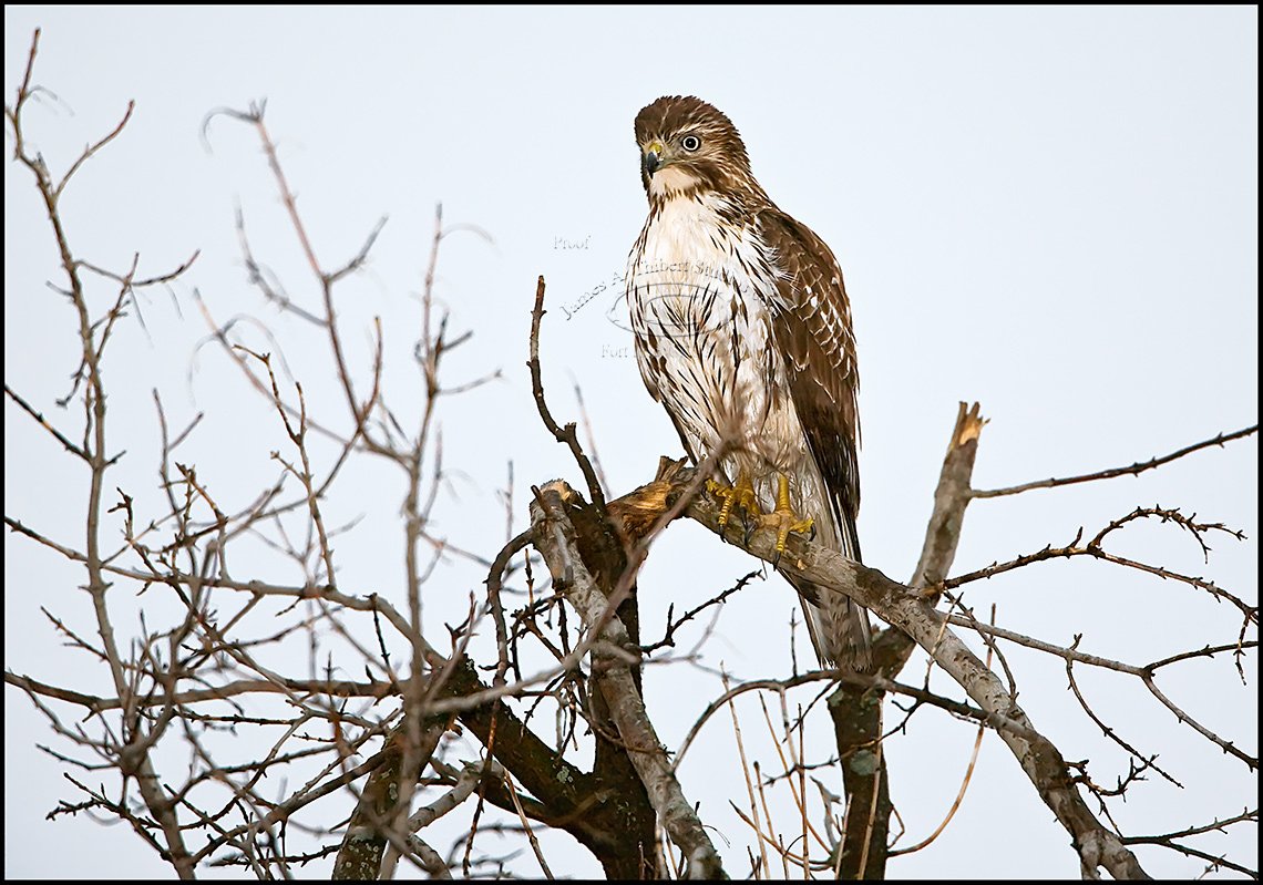 Hawk_night_MG_2862-080205-2px.jpg