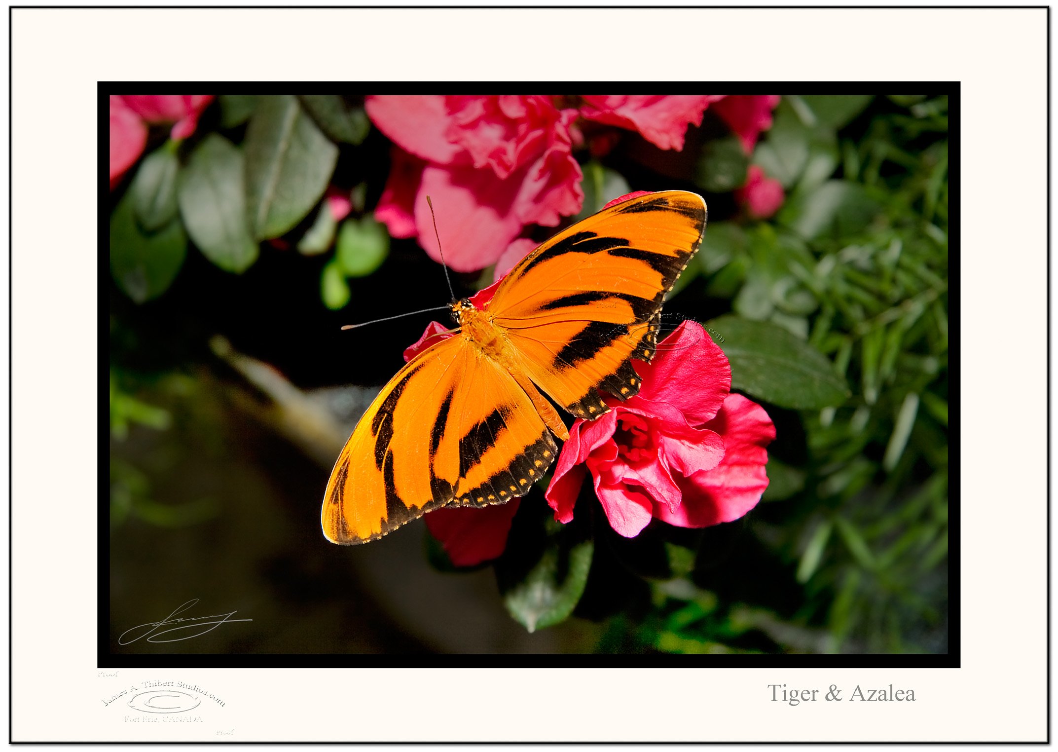 Tiger_on_Azalea_MG_3994-070214_V1_Frame-prepress.jpg
