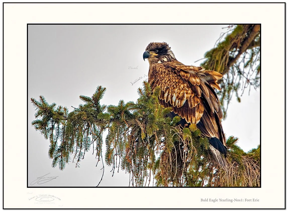 BaldEagleYearling_MG_3032-080214-v1-Frame-prepress.jpg