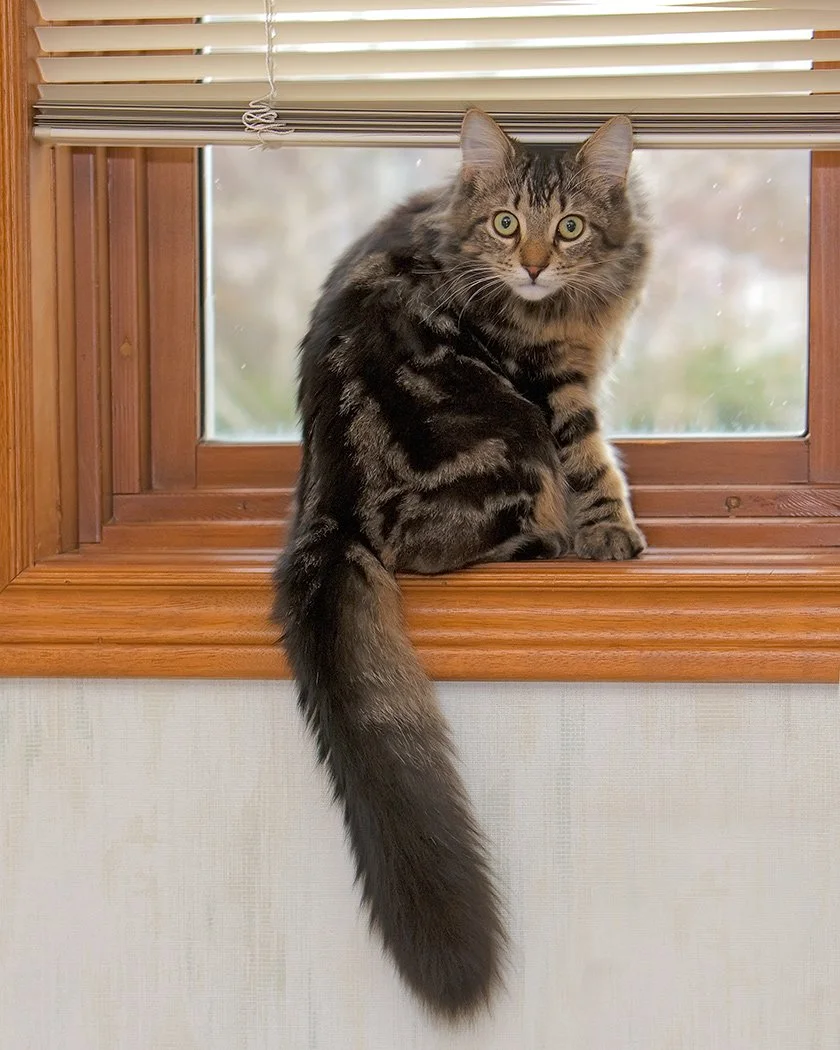 Rocky-catclockStare_MG_1296-080125.jpg