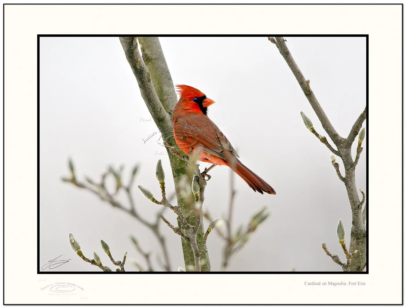 Cardinal_Male-Magnolia_MG_2062_071229_v1_crp-Frame-prepress.jpg