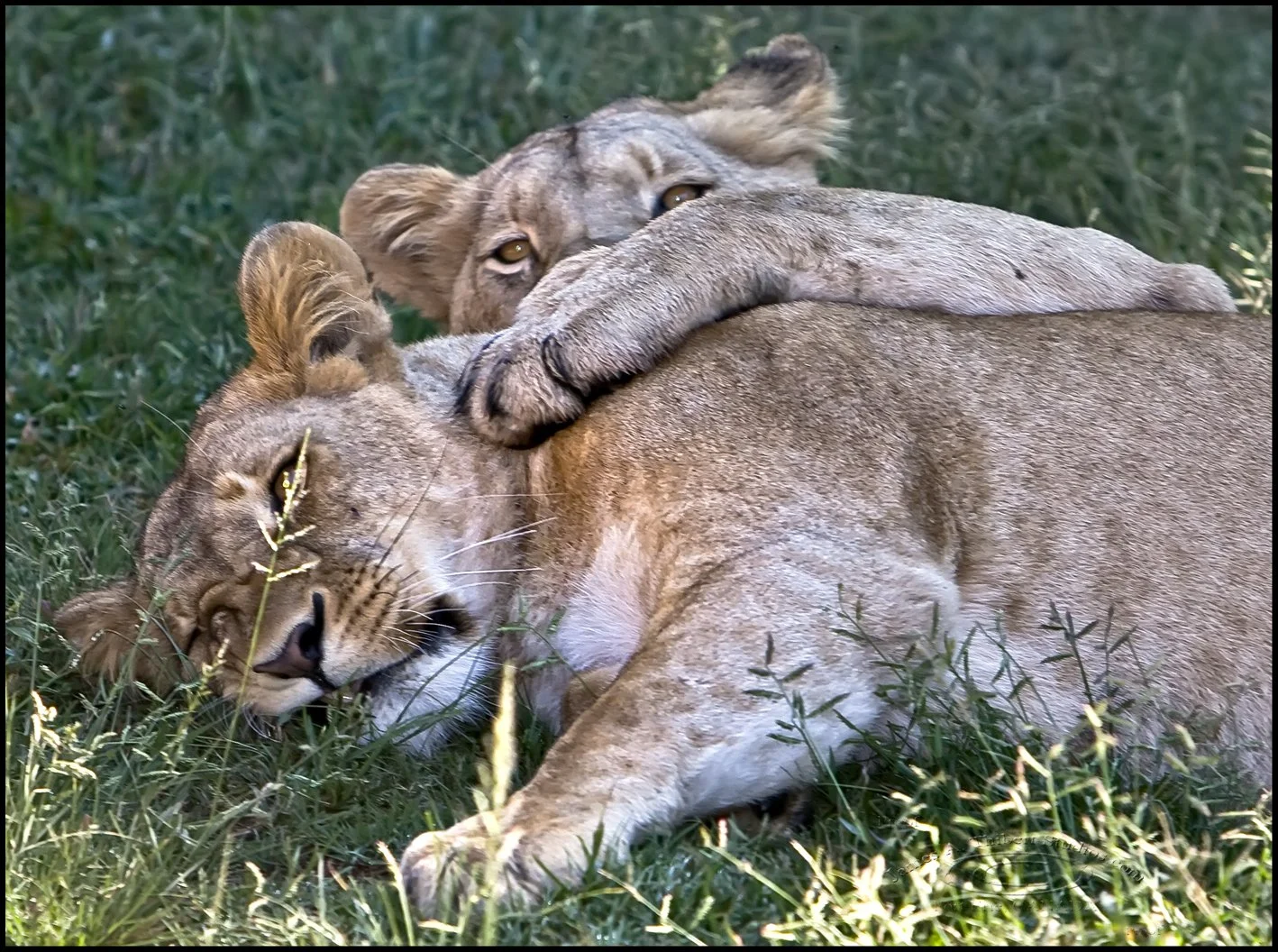 SpooningLions100_3223-080402-v1-2px.jpg