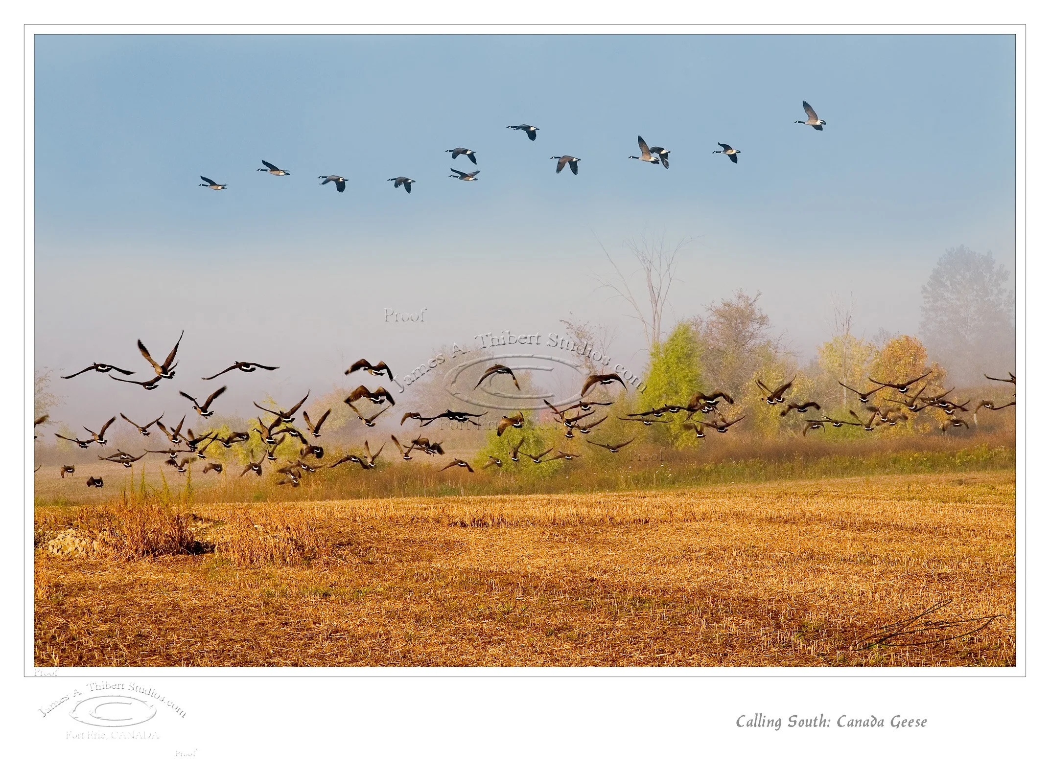 Geese-Calling2South_MG_1434-061202-V2-FRAME_prepress.jpg