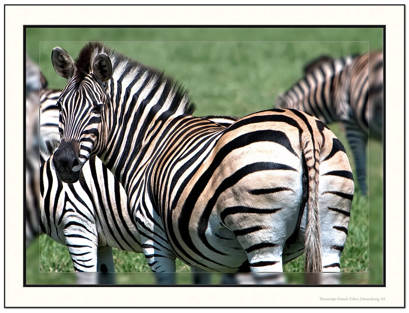 Zebra-female100_3314-080411_v1-mirror_Frame-prepress.jpg