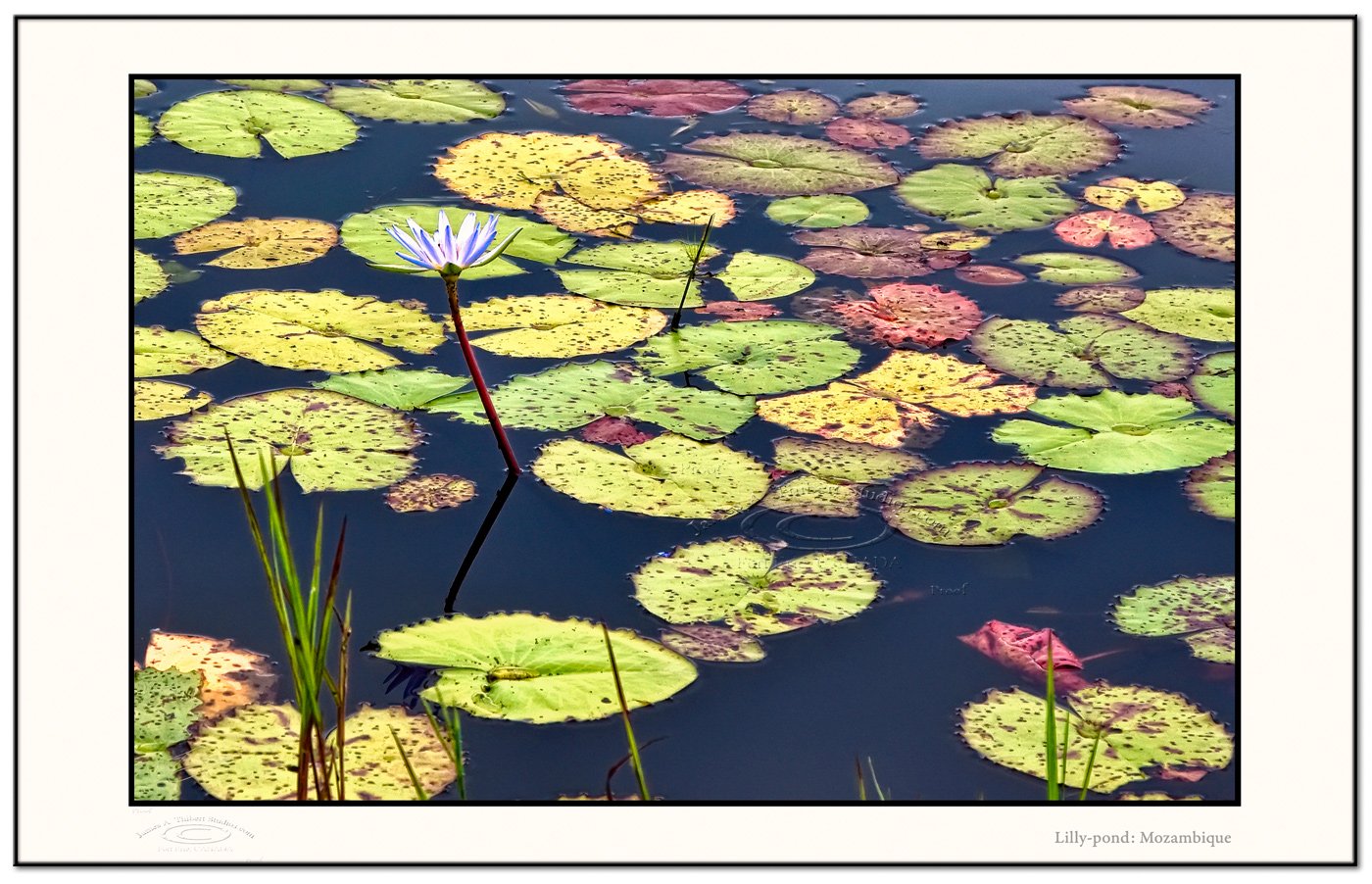 LillyPond_MG_3149-080417-V1-Frame-prepress.jpg
