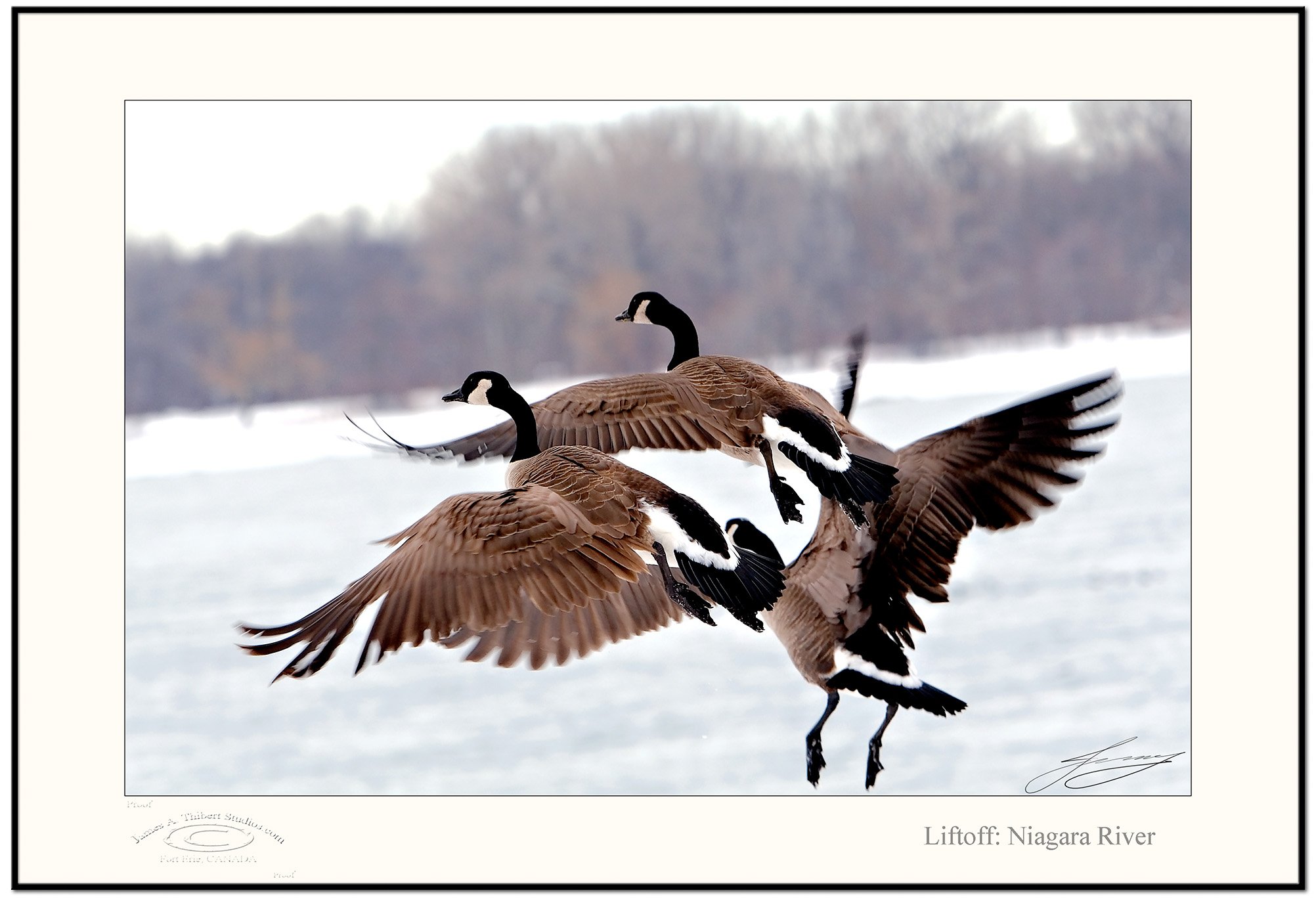 LiftoffGeese_MG_4706-070301-V1-Frame-prepress.jpg