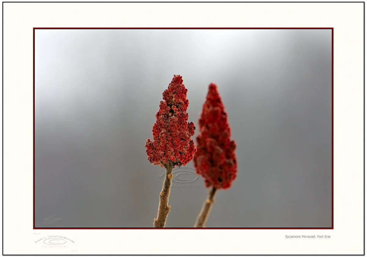 Sumac-mirror_MG_0209-071203-V1_Frame_prepress.jpg