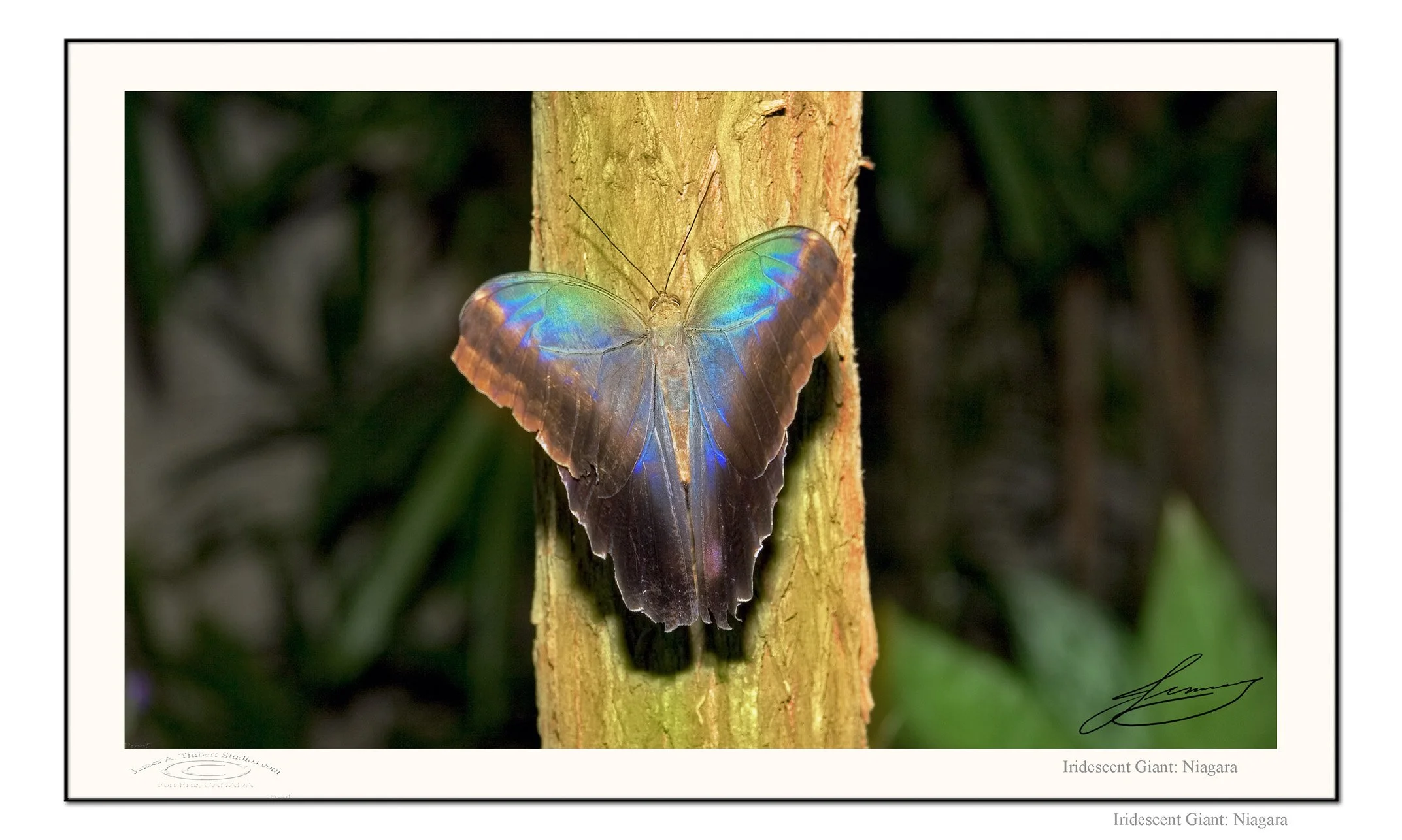 IridescentGiant_MG_3983-070124-V1-FRAME-prepress.jpg