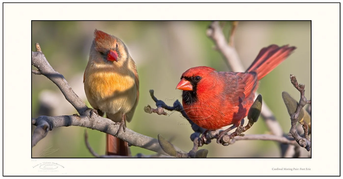 Cardinals-Pair-MG3561-67_080420_V1-Frame-prepress.jpg
