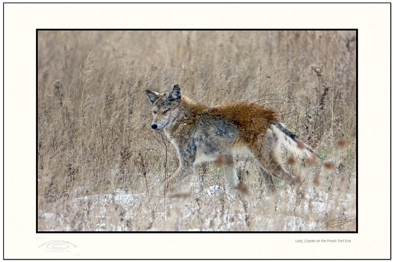 Coyote-lope_MG_0187-crvs_Crop-V2-071202-18x11pz2_FRame-prepress.jpg